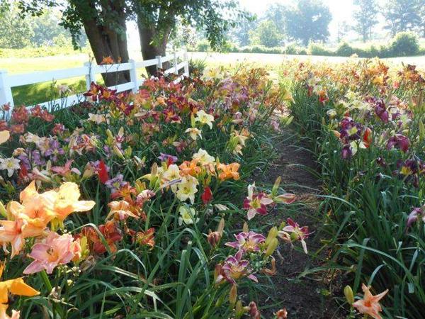 seedling bed